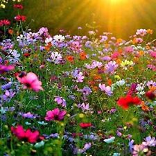 1000 mix cosmos for sale  Wakefield