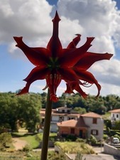Hippeastrum (AxP) X Iguazuanum - 1 bulb about 2cm . Seedlings. comprar usado  Enviando para Brazil
