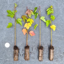 Amberbaum große jungpflanzen gebraucht kaufen Amberbaum große jungpflanzen gebraucht kaufen  Aachen