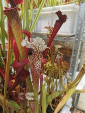 Sarracenia hybrid01 camisole usato  Lanciano
