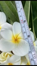 hawaiian plumeria tree for sale  Honolulu