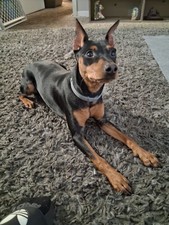 Medium doberman pinsher for sale  Orlando