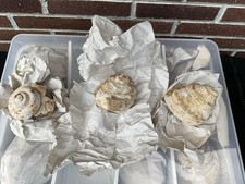 Fossil versteinerte schnecke gebraucht kaufen  Bad Abbach