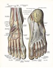 Stampa antica anatomia usato  Lecco