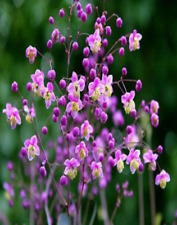 Potted litre thalictrum for sale  ALFRETON