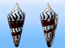 Conidae conus generalis usato  Roma
