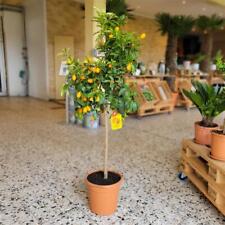 Zwergorange kumquat fortunella gebraucht kaufen  Oberhausen