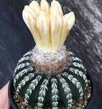Piante cactus discocactus usato  Spedire a Italy