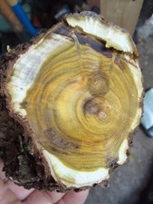 Smoke bush cotinus for sale Smoke bush cotinus for sale  CAMBRIDGE