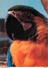 Animaux oiseaux perroquets d'occasion  Fruges