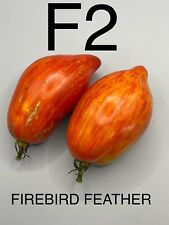 Graine seed tomate d'occasion  La Pacaudière