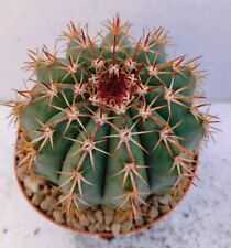 Melocactus multiceps pøt usato  Lecce