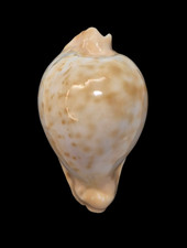 Conchiglia shell cypraea usato  San Cesareo