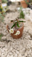 Euphorbia milii giallo usato  Floridia