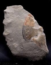 Fossile empreinte ammonite d'occasion  Senlis