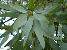 Lemon eucalyptus tree d'occasion  Expédié en Belgium