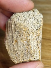 Stunning thescelosaurus verteb for sale  SOLIHULL