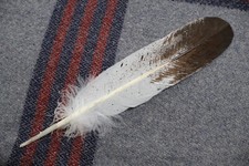 Native american immature for sale  South Windsor