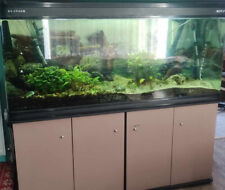 Large aquarium fish for sale  BANBURY