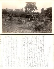 Cartão postal real RPPC Haiti bois virando cana moinho comprar usado  Enviando para Brazil