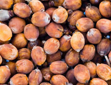 Seeds tropical queen for sale  Highland