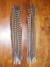 Cock pheasant tail for sale  ABERDEEN