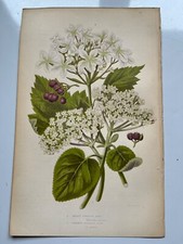 Antique chromolithograph gueld for sale  HORNCASTLE
