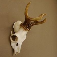 Rehbock rehgeweih gewicht gebraucht kaufen  Nagel
