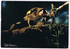 Animal postcard chardonneret d'occasion  Expédié en Belgium
