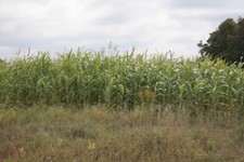 100 egyptian wheat for sale  Spring Lake