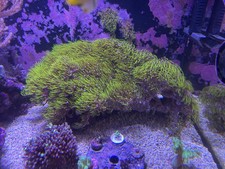 Marine coral ultra for sale  LEICESTER