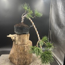 Scots pine bonsai for sale  HULL