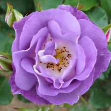 Rose bush blue for sale  GLASGOW
