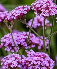 Verbena bonariensis lollipop for sale  PERSHORE