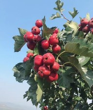 Edible hawthorn fruit for sale  LANCASTER