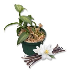 Vanilla bean plant for sale  USA