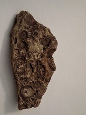 Fossil stein crinoiden gebraucht kaufen  Wachtberg