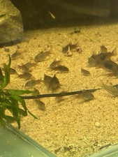 Corydoras venezuela 1.5cm for sale  LEEDS