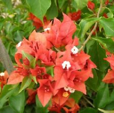 Bougainvillea flame for sale  Yucaipa