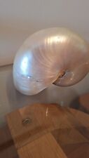 Conch mother pearl for sale  CHICHESTER