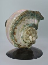 Tahiti turbo marmoratus d'occasion  Thénezay