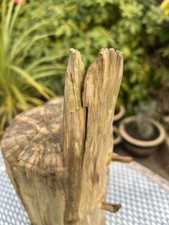 Driftwood log branch for sale  CLACTON-ON-SEA