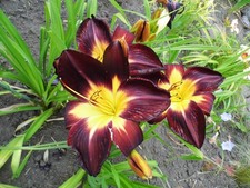 Taglilien hemerocallis meinem gebraucht kaufen  Langenberg