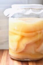 Organic mature scoby for sale  Shipping to Ireland