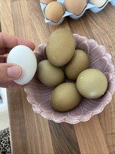 Olive eggs for sale  STROUD