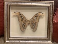 Atlas taxidermy moth for sale  UK