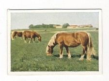 515 sammelbild pferd gebraucht kaufen  Prösen