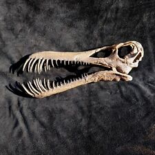 Reproduction pterosaure boreop d'occasion  Lalinde