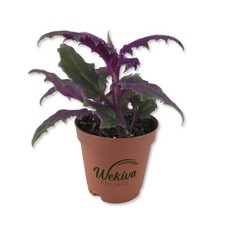 Purple passion plant for sale  USA