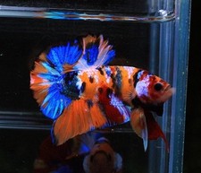 Premium male koi for sale  Greendale